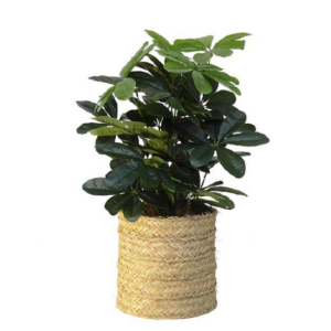 Couvre les pots cylindrique décoratif en sparte naturelle  28cm de diamètre x 28cm de hauteur sans fond – Beige, Osier